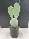 Blue Green Prickly Pear Cactus