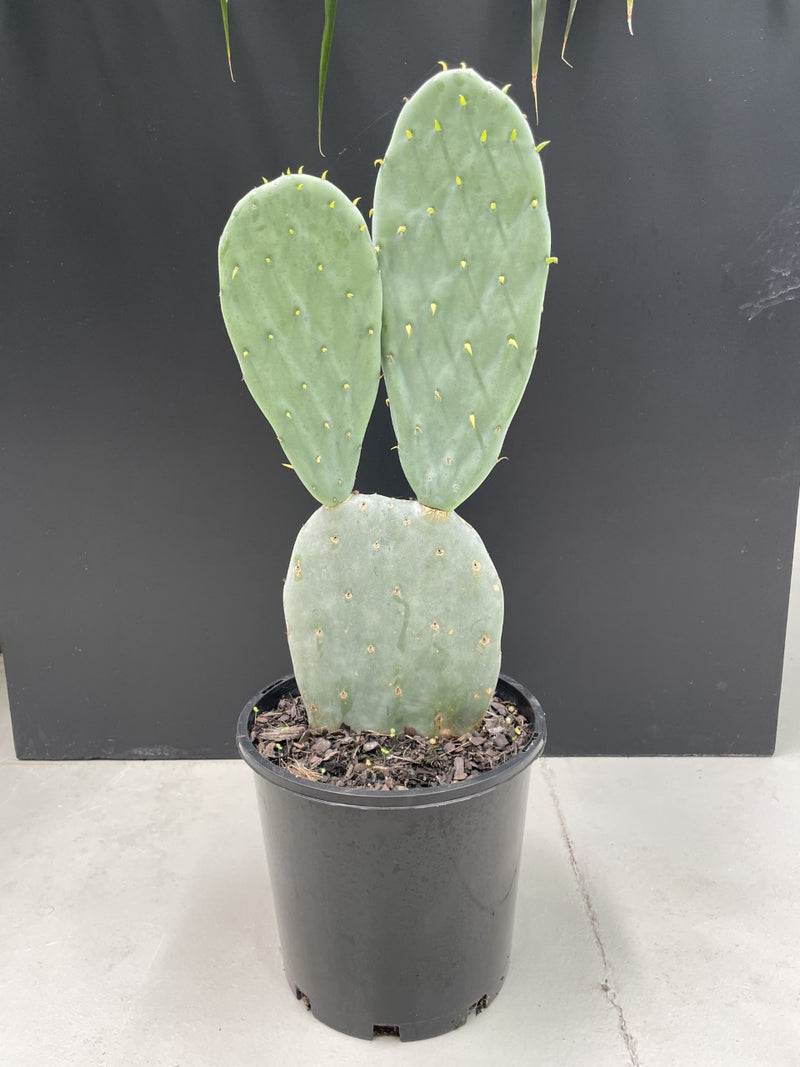 Blue Green Prickly Pear Cactus