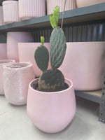 Blue Green Prickly Pear Cactus