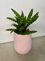 Calathea Rattlesnake
