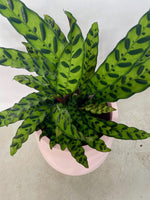 Calathea Rattlesnake