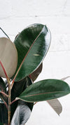 Rubber Plant Burgundy