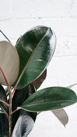 Rubber Plant Burgundy