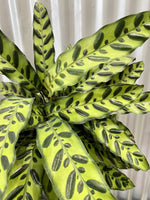 Calathea Rattlesnake