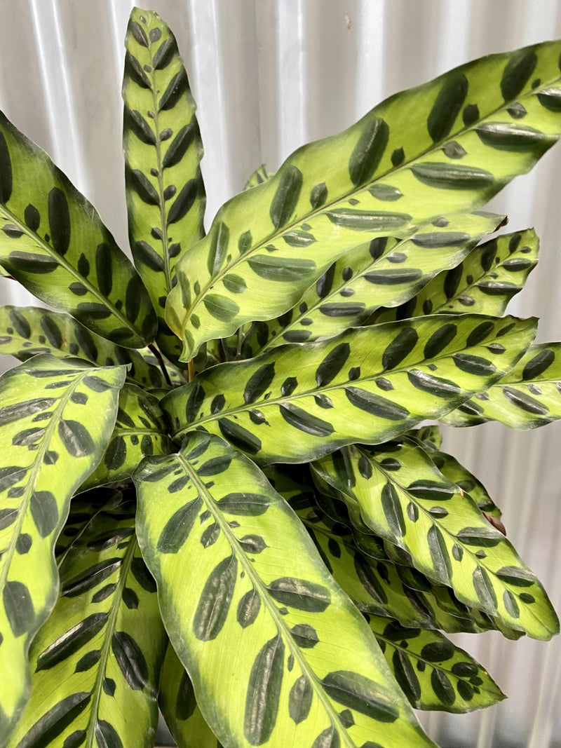 Calathea Rattlesnake