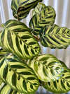 Calathea Peacock