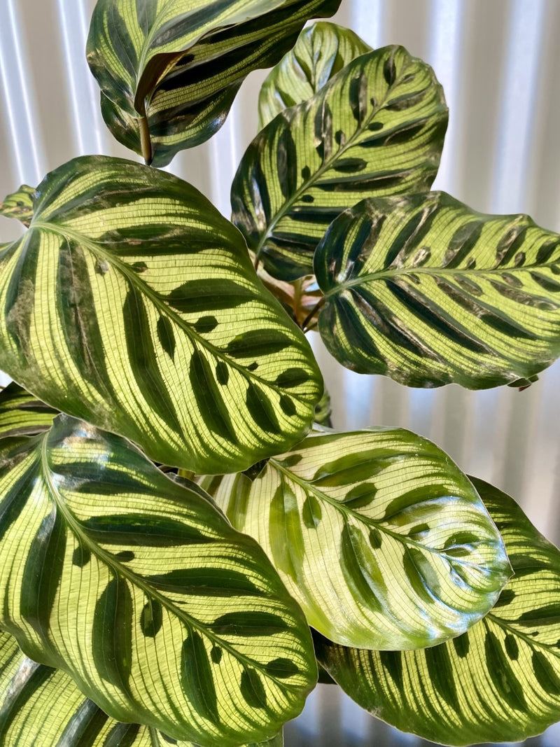 Calathea Peacock