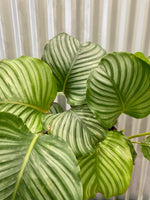 Calathea Orbifolia