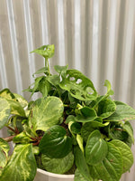 Foliage Garden & Bowl