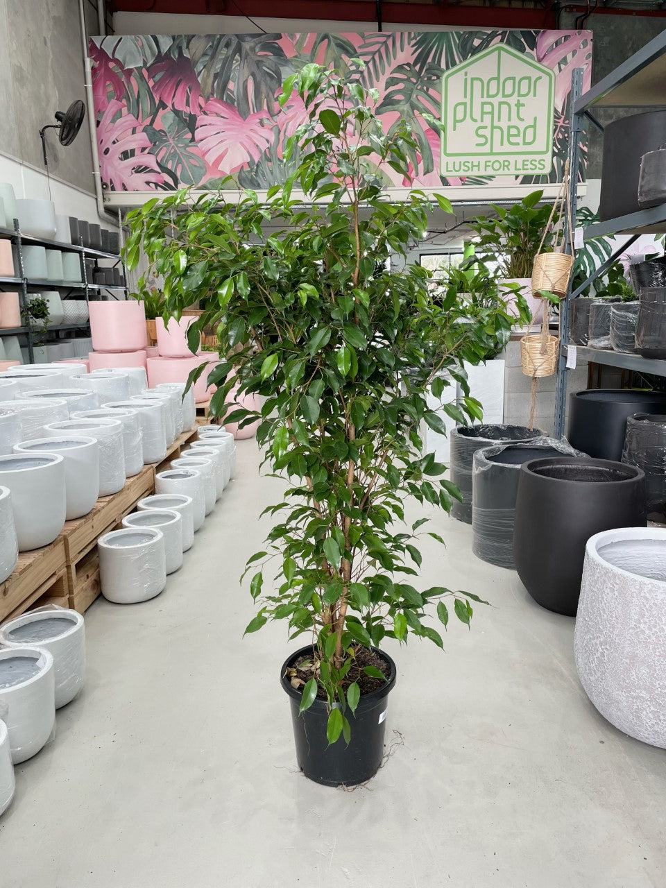 weeping fig plant indoor Weeping Fig – Indoor Plant Shed